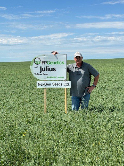 AAC Julius Yellow Peas