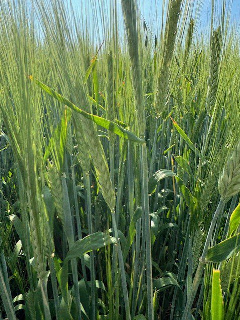 AAC Synergy Barley