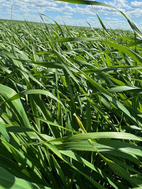 CDC Durango Barley