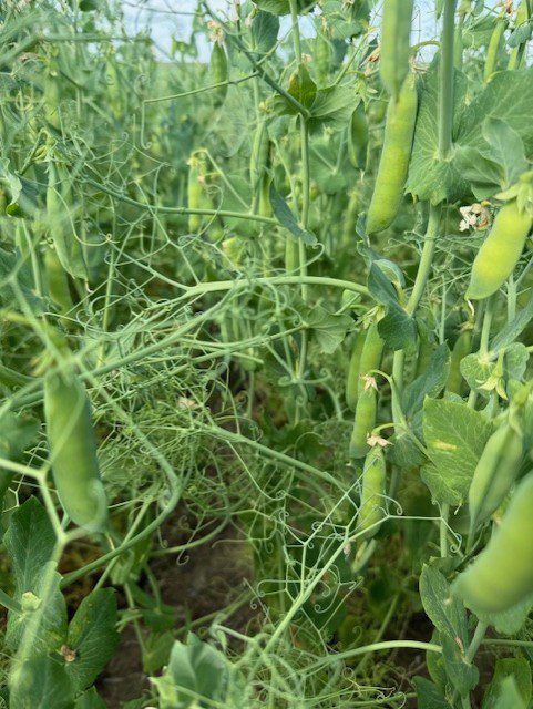 Carver Yellow Peas Carver Yellow Peas